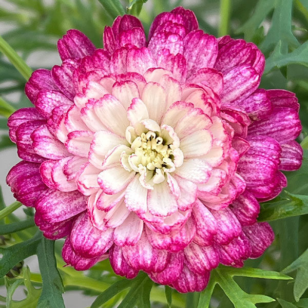 マーガレット様25cm PW公式オンラインストア / 【鳥山さんのプレミアム苗】マーガレット