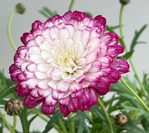 マーガレット：スマッシュ　ダブルストロベリークリーム5号鉢植え