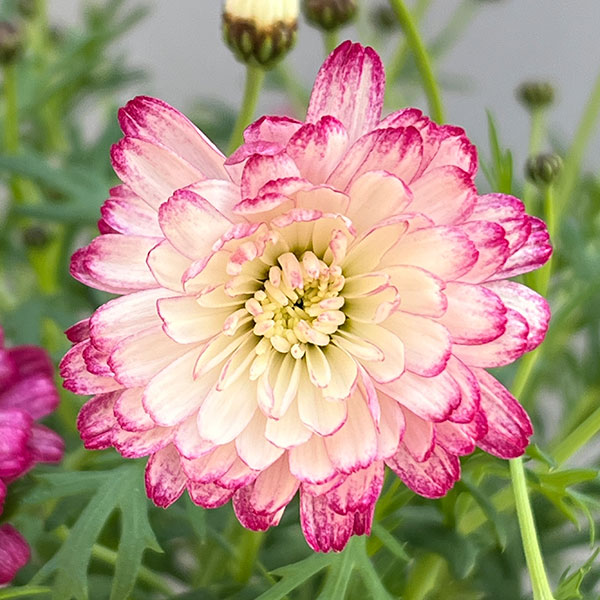 マーガレット：スマッシュ　ダブルストロベリークリーム5号鉢植え