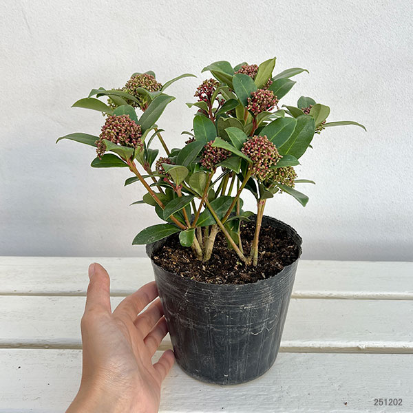 スキミア：ピンクドワーフ4.5号ポット