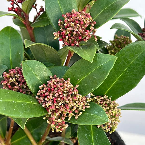 スキミア：ピンクドワーフ4.5号ポット