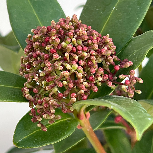 スキミア：ピンクドワーフ4.5号ポット