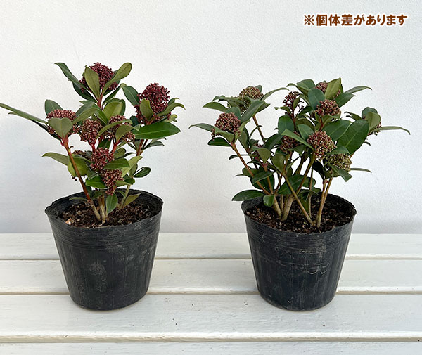 スキミア：ピンクドワーフ4.5号ポット