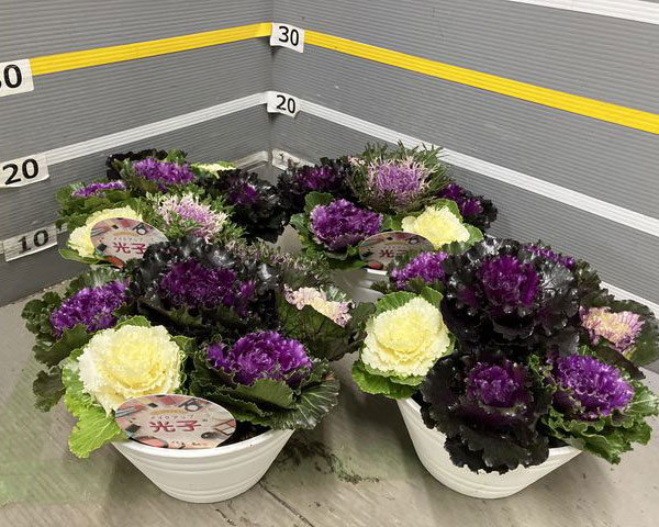 ハボタン:光子ミックス7号鉢植え