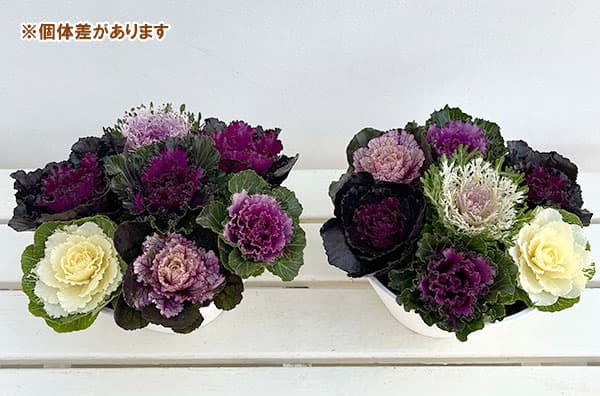 ハボタン：光子ミックス7号鉢植え