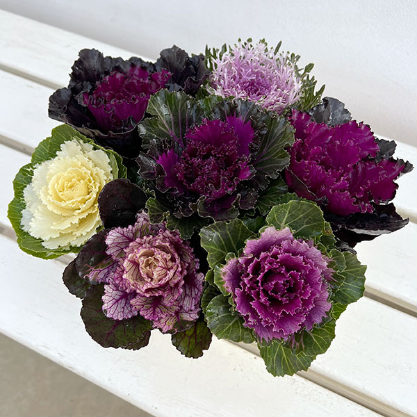 ハボタン：光子ミックス7号鉢植え