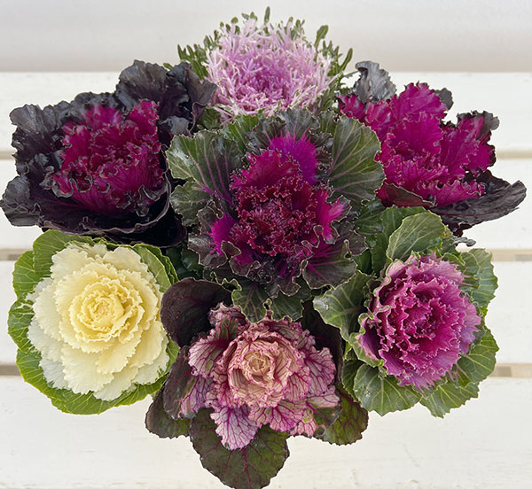 ハボタン：光子ミックス7号鉢植え