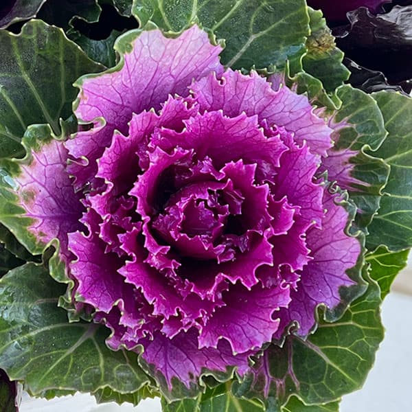 ハボタン：光子ミックス7号鉢植え