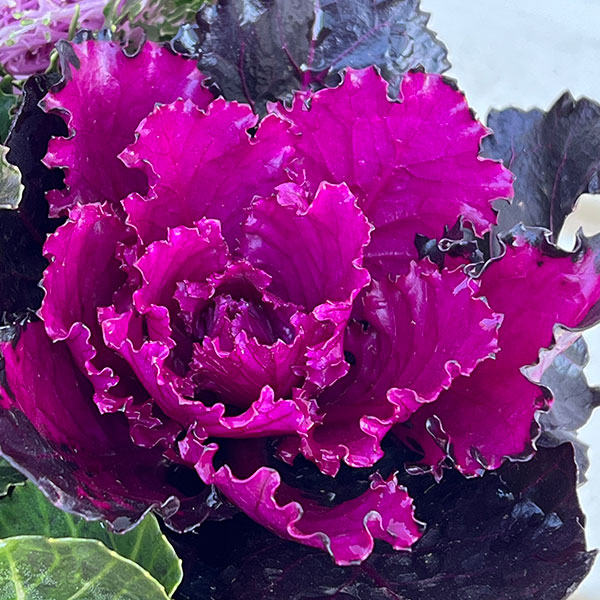 ハボタン：光子ミックス7号鉢植え