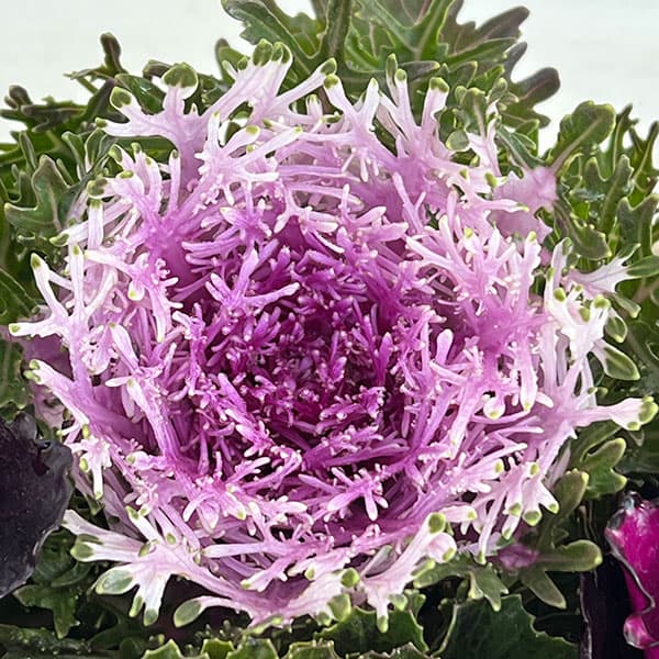 ハボタン：光子ミックス7号鉢植え