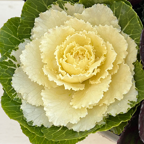 ハボタン：光子ミックス7号鉢植え