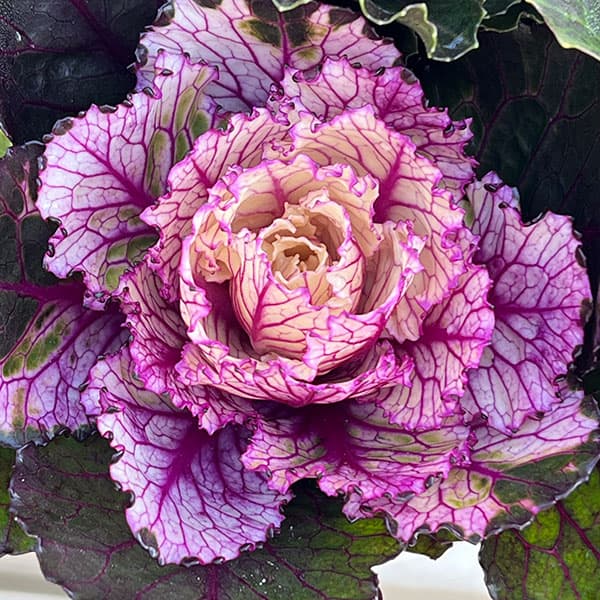 ハボタン：光子ミックス7号鉢植え