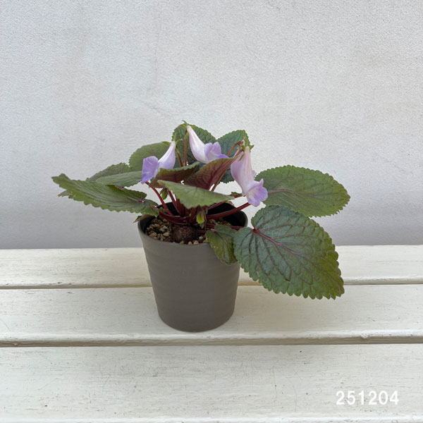 シンニンギア：エオモルファ3.5号