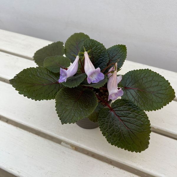 シンニンギア：エオモルファ3.5号