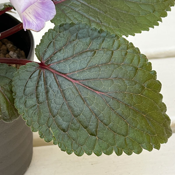 シンニンギア：エオモルファ3.5号