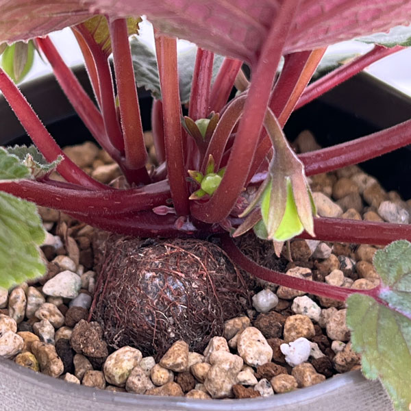 シンニンギア：エオモルファ3.5号