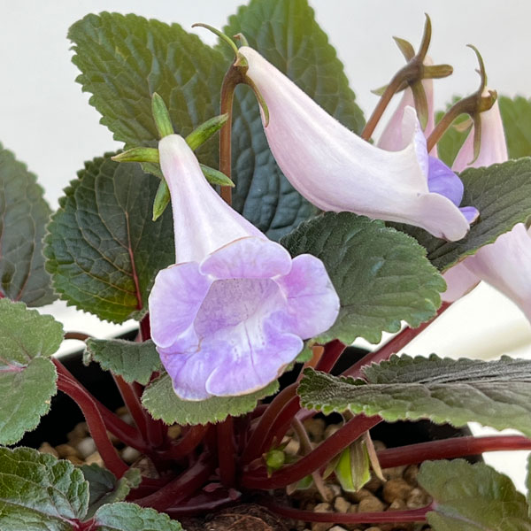 シンニンギア：エオモルファ3.5号