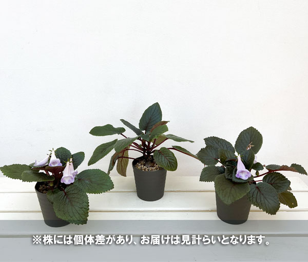 シンニンギア：エオモルファ3.5号