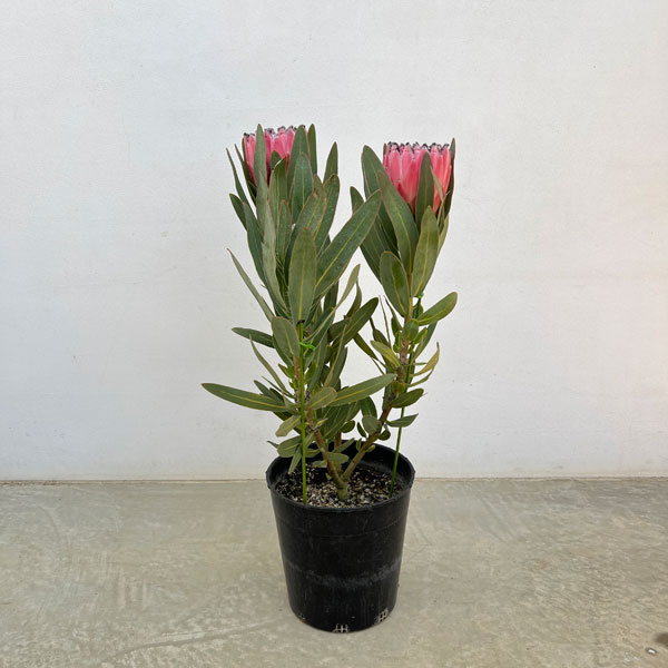 プロテア:オーストラリスピンク 7号鉢植え25-06