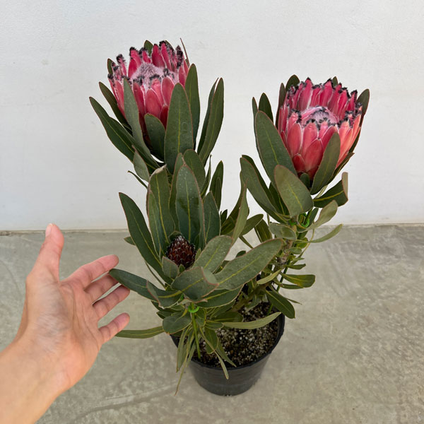 プロテア:オーストラリスピンク 7号鉢植え25-06