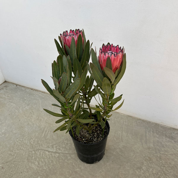 プロテア:オーストラリスピンク 7号鉢植え25-06