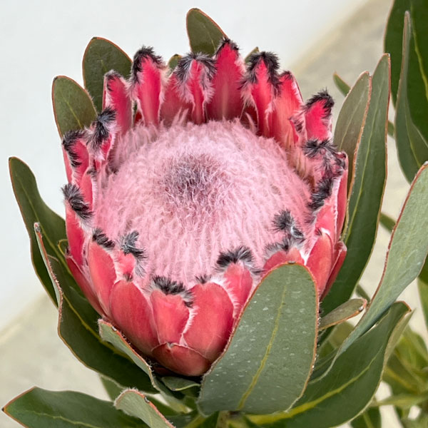 プロテア:オーストラリスピンク 7号鉢植え25-06