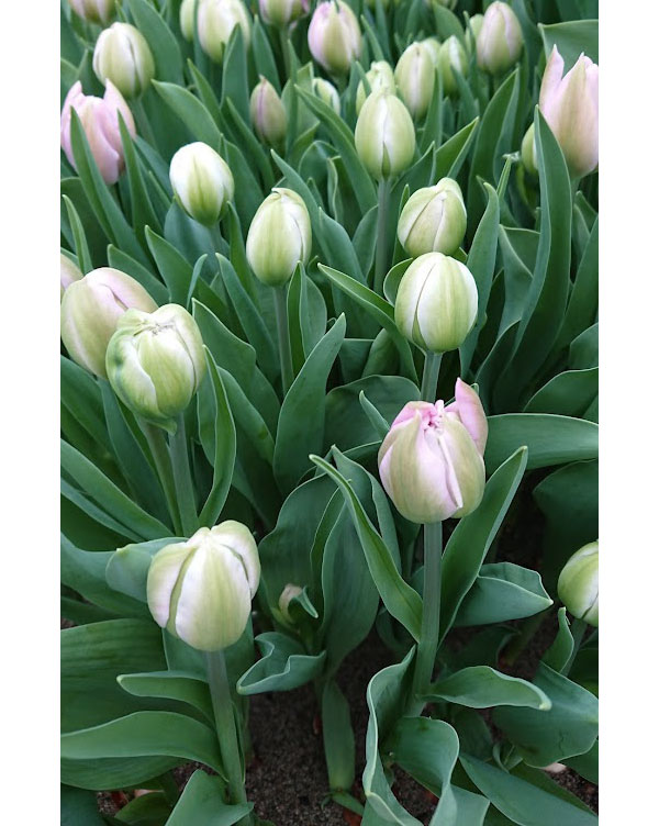 チューリップ：カティンカ 5号鉢植え