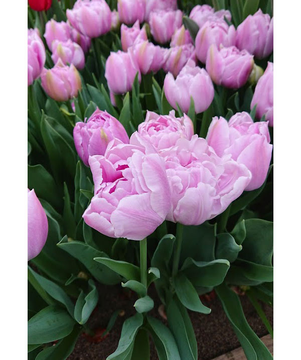 チューリップ：カティンカ 5号鉢植え