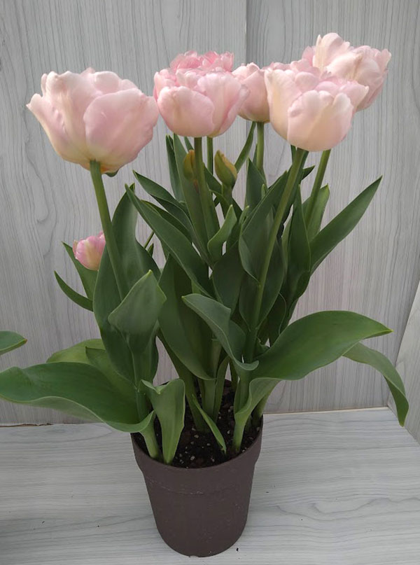 チューリップ：マリアージュ 5号鉢植え