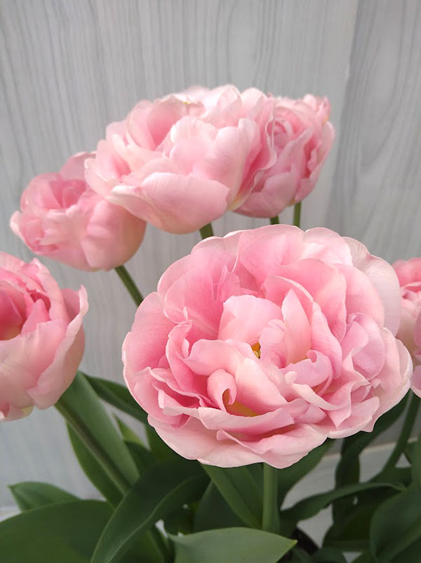 チューリップ：マリアージュ 5号鉢植え