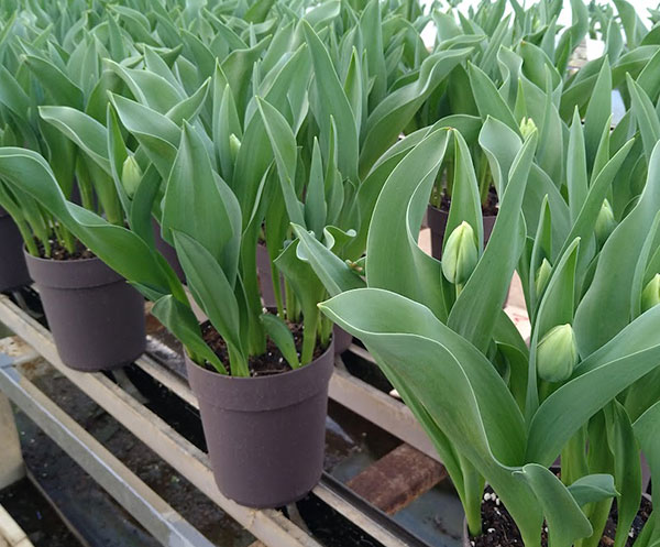 チューリップ：マリアージュ 5号鉢植え