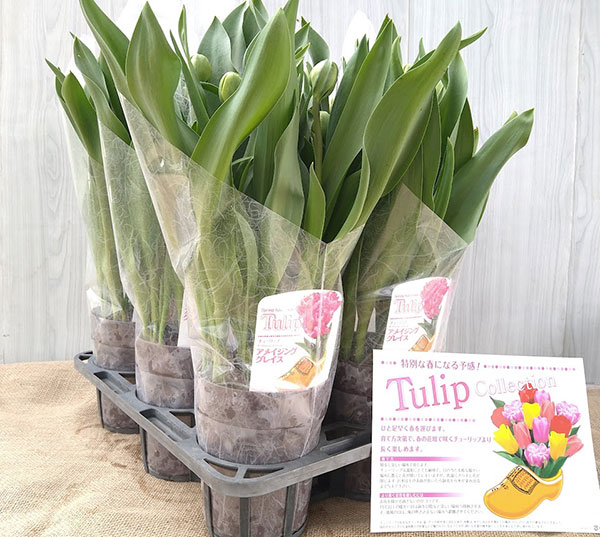 チューリップ：アメイジンググレイス 5号鉢植え