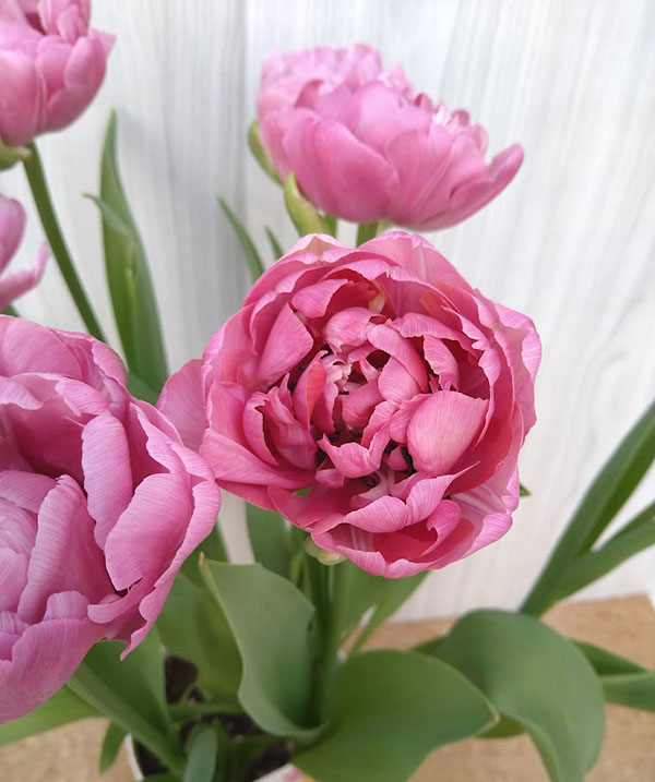 チューリップ：アメイジンググレイス 5号鉢植え