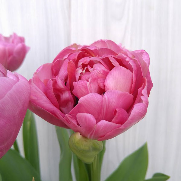 チューリップ：アメイジンググレイス 5号鉢植え