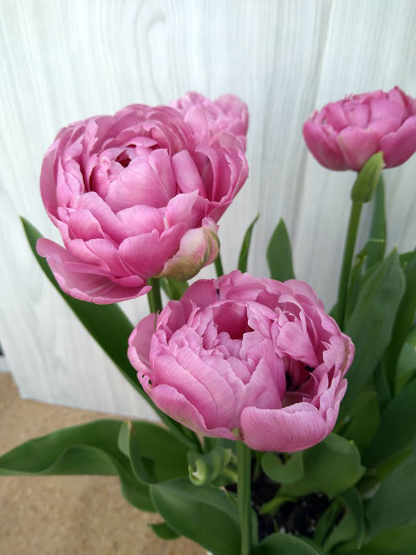 チューリップ：アメイジンググレイス 5号鉢植え