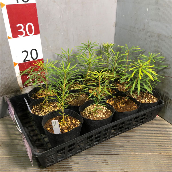 バンクシア：スピヌローサ4号ポット