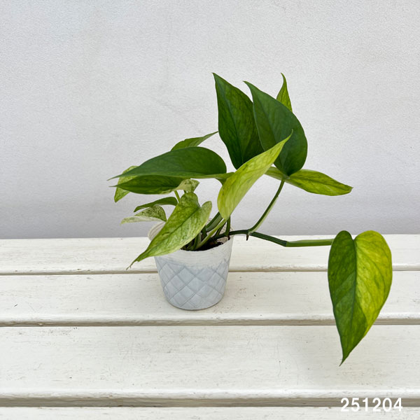 ポトス：テルノシャララ　3号ポット