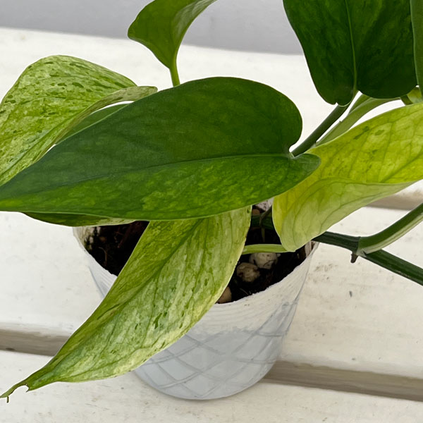 ポトス：テルノシャララ　3号ポット