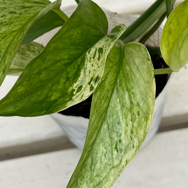 ポトス：テルノシャララ　3号ポット