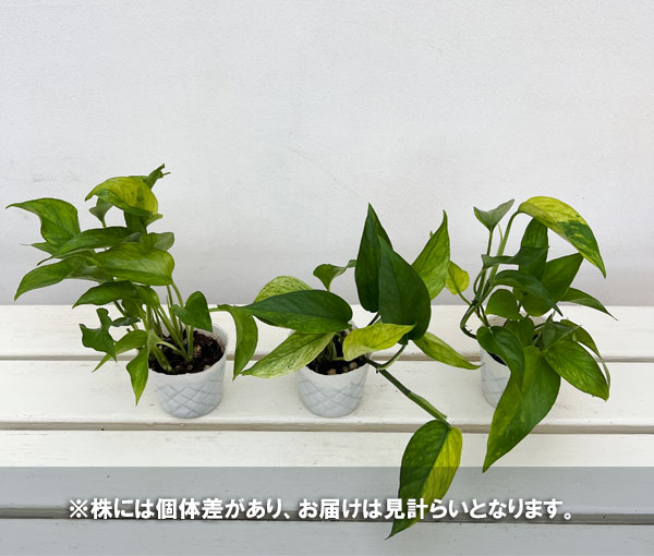 ポトス：テルノシャララ　3号ポット