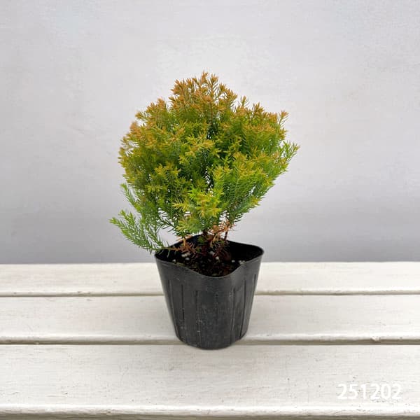 コニファー(サワラ):ブルーバード(ボールバード)紅葉株 3号ポット