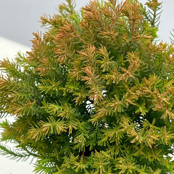 コニファー(サワラ):ブルーバード(ボールバード)紅葉株 3号ポット