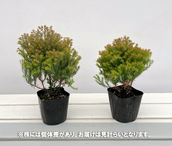 コニファー(サワラ):ブルーバード(ボールバード)紅葉株 3号ポット