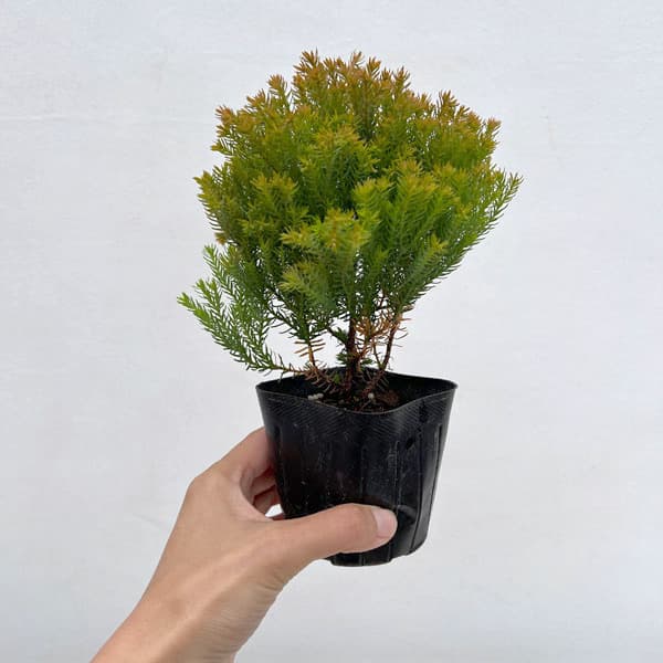 コニファー(サワラ):ブルーバード(ボールバード)紅葉株 3号ポット