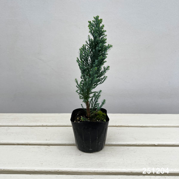 コニファー(ローソンヒノキ)：エルウッズ ブルーエンパイア3号ポット