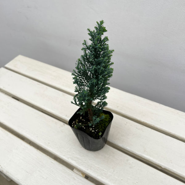 コニファー(ローソンヒノキ)：エルウッズ ブルーエンパイア3号ポット
