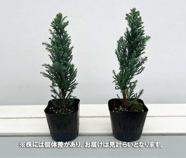 コニファー(ローソンヒノキ)：エルウッズ ブルーエンパイア3号ポット