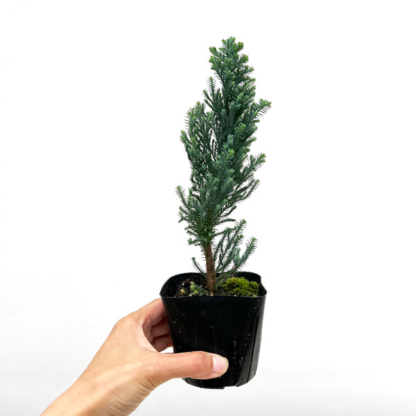 コニファー(ローソンヒノキ)：エルウッズ ブルーエンパイア3号ポット