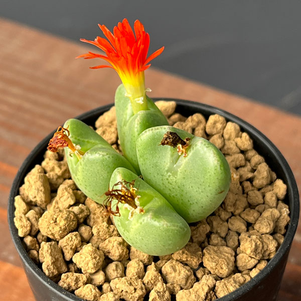 コノフィツム：祝典　2.5号ポット