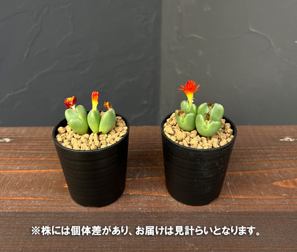 コノフィツム：祝典　2.5号ポット